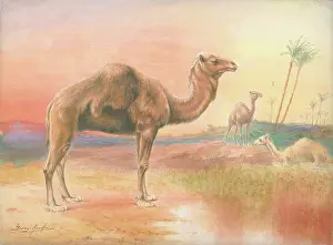 Rankin: Camels