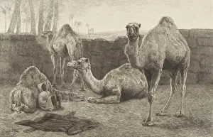 Ungulates: Camels, by August Le Gra