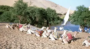 Coates: Camels on the banks of the River Nile, Egypt