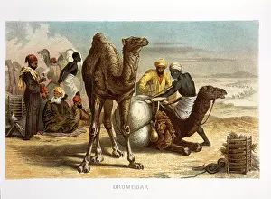 Humps: Camels - Dromedaries - Animals