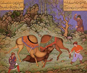 Apart: Two Camels Fighting
