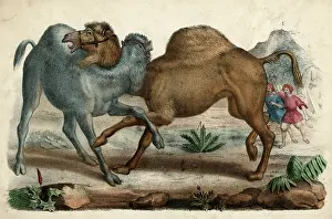 C1845: Camels Fighting - circa 1845