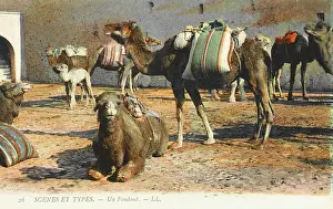 Fondouk: Camels at a Fondouk