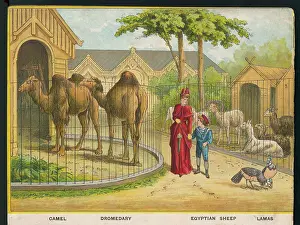 Zoos: CAMELS AND LAMAS ZOO