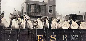 Trainload: Camels leaving Cairo for the Front, WW1