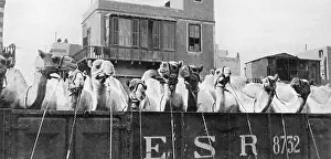 Trainload: Camels leaving Cairo for the Front, WW1