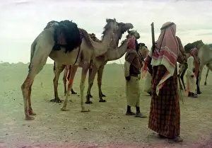 The British Caribbean History Collection: Camels in Oman