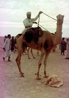 Easterni: Camels with Omani people in Oman