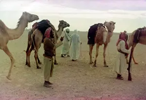 The British Caribbean History Collection: Camels with Omani people in Oman
