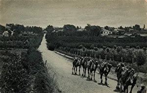 Groves: Camels and orange groves, Palestine