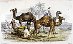 Caparisoned: CAMELS & PEOPLE 19C