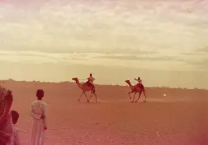 The British Caribbean History Collection: Camels racing in Oman