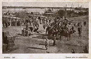 Iraq: Camels ready for embarkation, Basra, Iraq