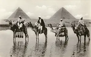 Gizeh: Camels and riders near the Pyramids, Egypt
