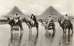 Gizeh: Camels and riders near the Pyramids, Egypt