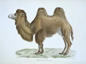 Hump: Camelus bactrianus, bactrian camel