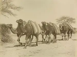 Tanger: Camles carrying loads. Algier. Algeria. Journey