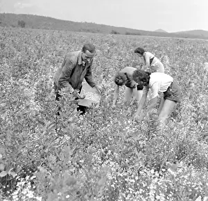 Chamomile: Camomile harvest