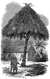Flogged: The camp whipping post at Inquabim, 1874