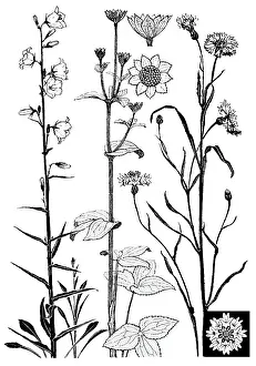 Lilley: Campanula, etc