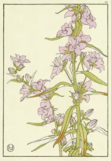Pochoir: Campanula