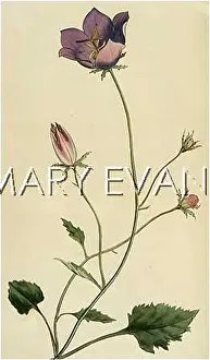 Campanula: CAMPANULA CARPATICA