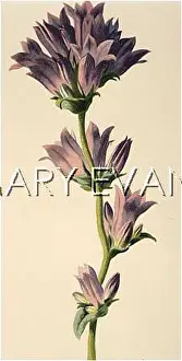 Clustered: CAMPANULA GLOMERATA