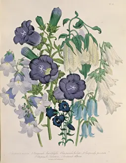 Campanulaceae: Campanula medium, Canterbury bells