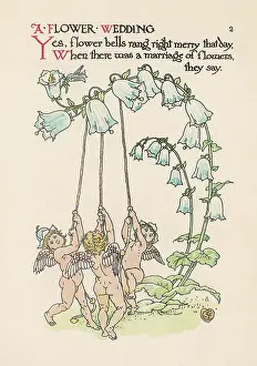 Campanula: Campanula Persicifolia