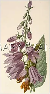 Campanula: CAMPANULA RAPUNCULOIDES