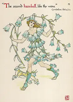 Harebell: Campanula Rotundiflora