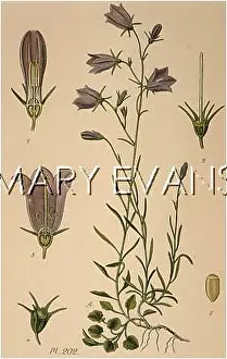 Harebell: CAMPANULA ROTUNDIFLORA