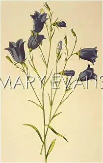 Harebell: CAMPANULA ROTUNDIFLORA