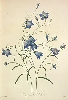 Fleurs: Campanula rotundifolia, harebell