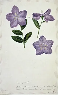 Campanulaceae: Campanula sp. bellflower