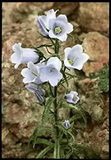 Malby: Campanula Speciosa (Pyrenean Bellflower)