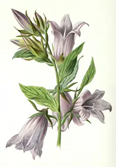 Nettle: CAMPANULA TRACHELIUM