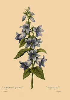 Redoute: Campanula trachelium