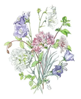 Carnations: Campanulas and Carnations