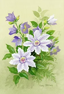 Clematis: Campanulas and clematis