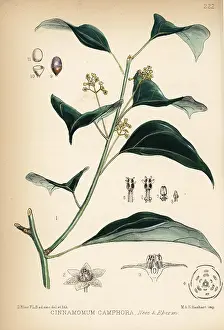 Cinnamomum: Camphor laurel, Cinnamomum camphora