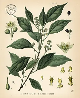 Camphor: Camphor tree, Cinnamomom camphora