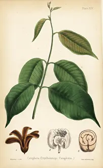 Aromatica: Camphora or camphor tree, Dryobalanops aromatica
