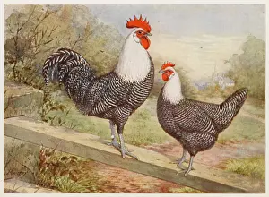 Campine: CAMPINE COCK AND HEN