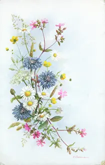 Buttercups: Campion, Cornflowers, Marguerites etc