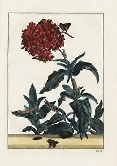 Metamorphoses: Campion moth, Sideridis rivularis, on a flower