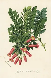 Serres: Campsidium valdivianum. Chile