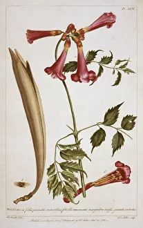 Creeper: Campsis radicans L. seemann