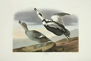 Elmira: Camptorhynchus labradorius, Labrador duck
