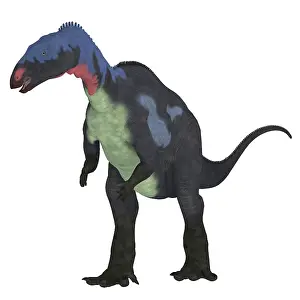 Ornithopod: Camptosaurus dinosaur, front view